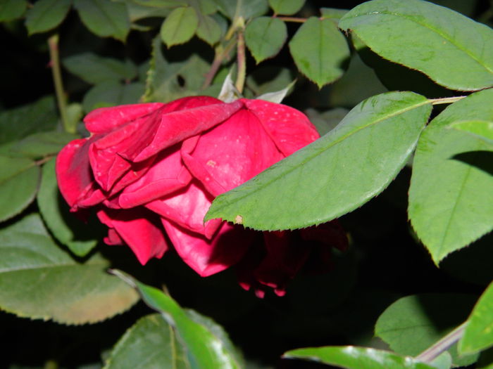 DSCN0992