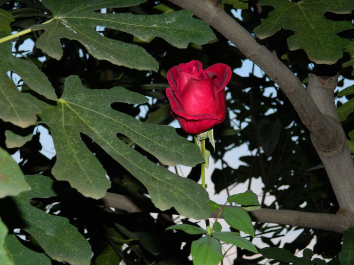 DSCN0995