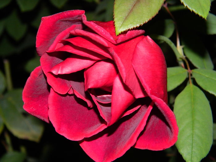 DSCN0996