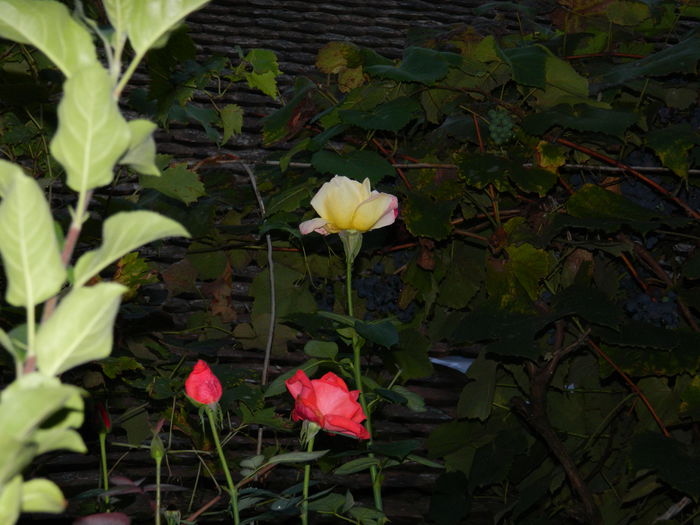 DSCN0998