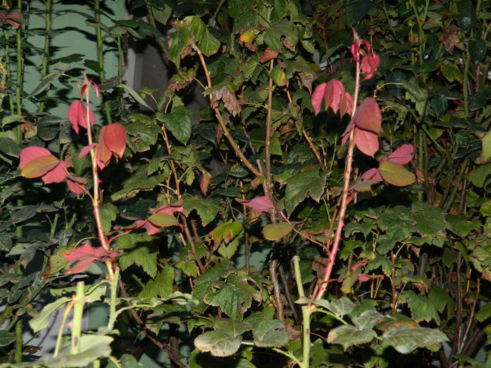 DSCN1001