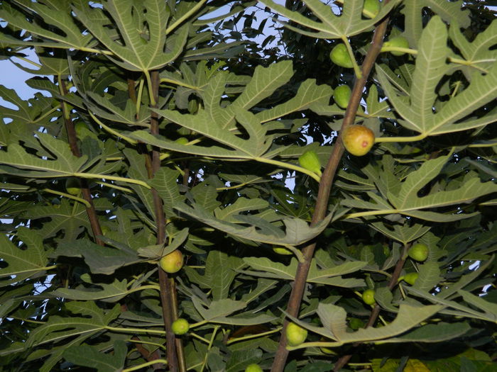 DSCN1003