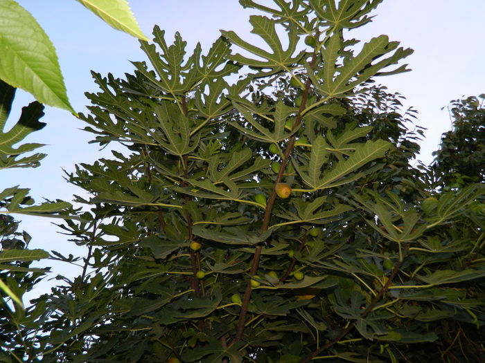 DSCN1004