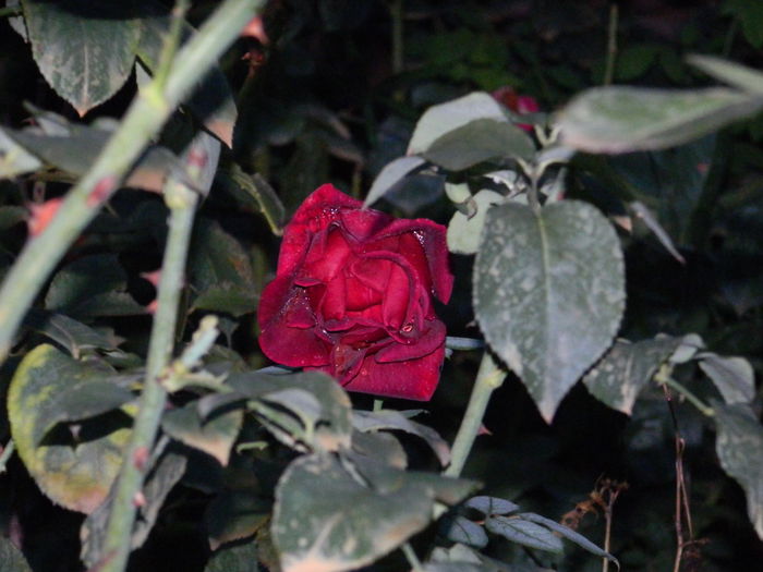 DSCN1012