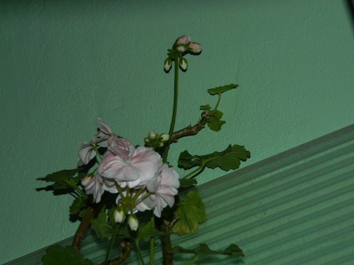 DSCN1028