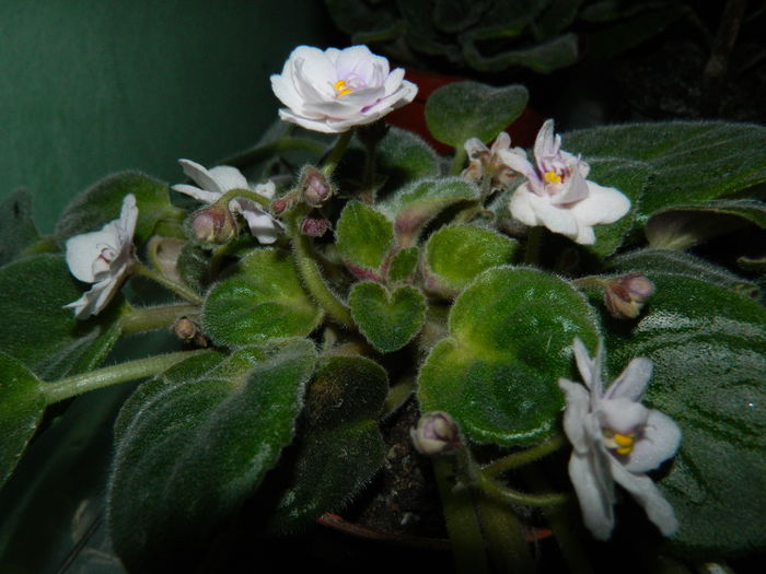 DSCN1036