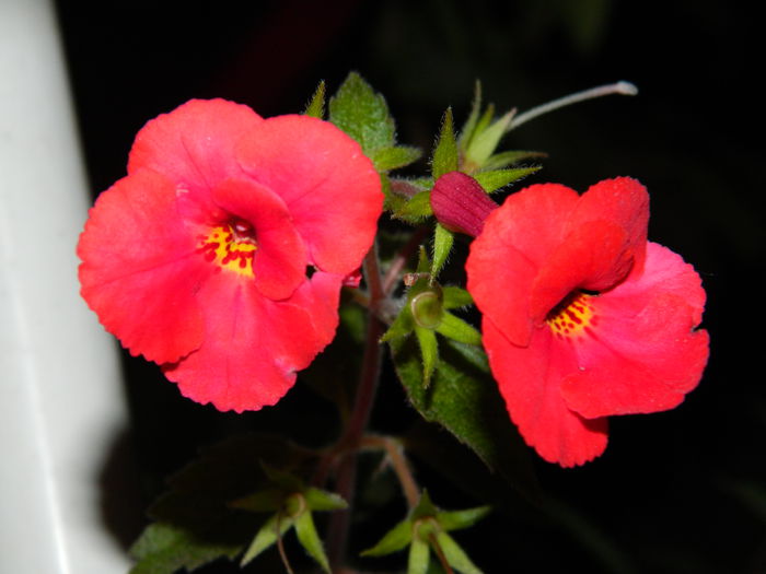 DSCN1037