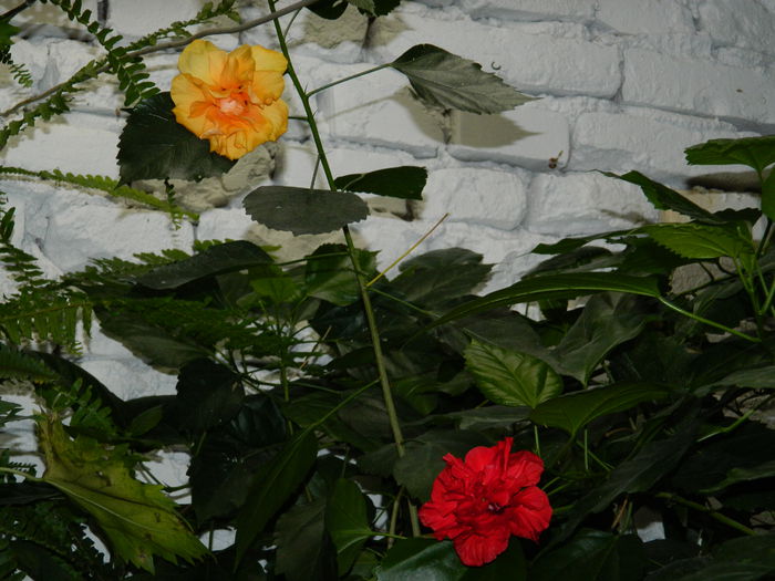 DSCN1089