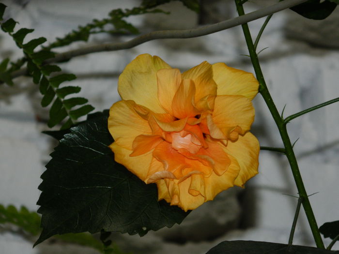 DSCN1091