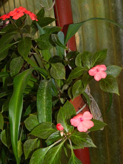 DSCN1096