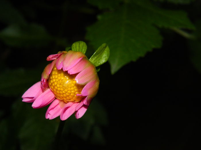 DSCN1153 - 2015_OCTOMBRIE_2