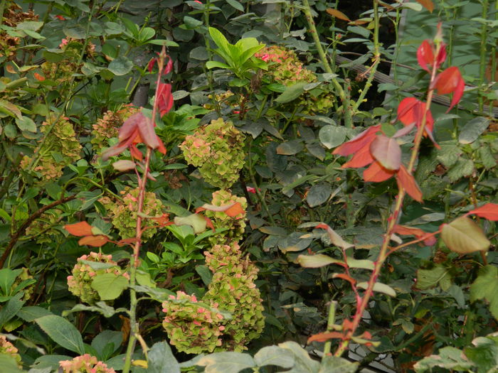 DSCN1158