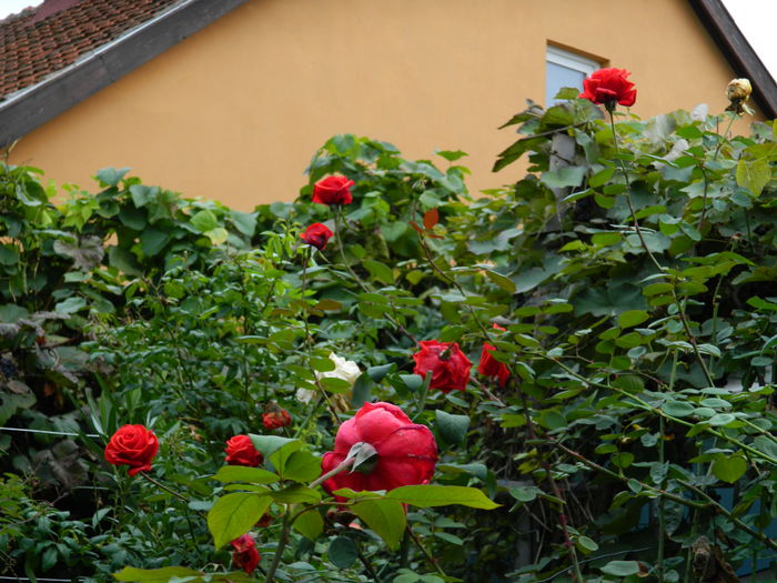 DSCN1159 - 2015_OCTOMBRIE_2