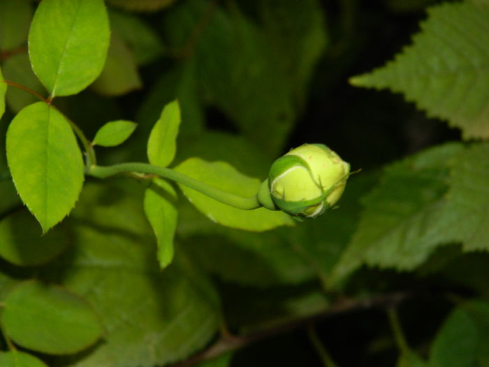 DSCN1162 - 2015_OCTOMBRIE_2