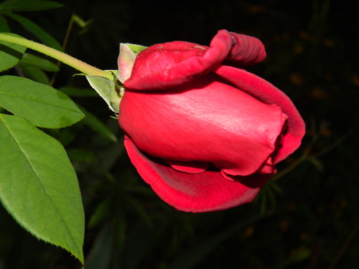 DSCN1165 - 2015_OCTOMBRIE_2