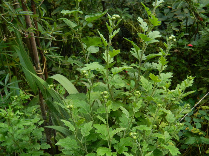 DSCN1167 - 2015_OCTOMBRIE_2