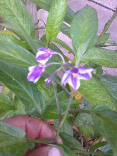 Floare pepino - 0 0 Arbusti fructiferi 2017-2018