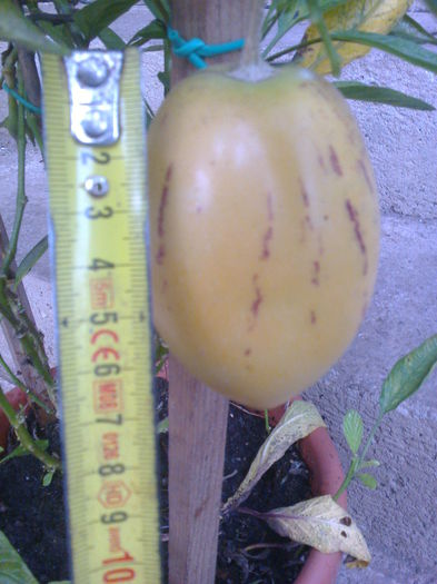 fruct pepino - 0 0 Arbusti fructiferi 2017-2018