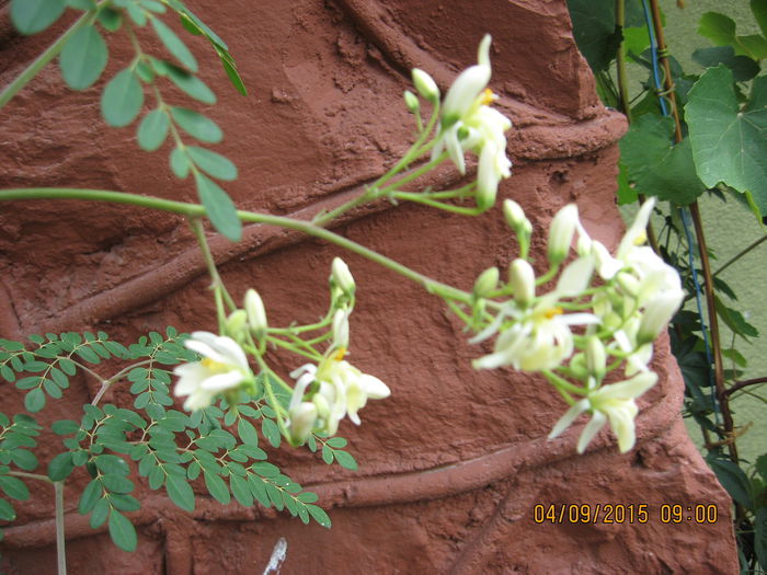 Picture 4330 - Arborele vietii- Moringa oleifera
