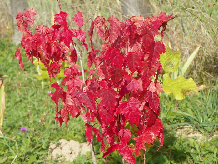 Viburnum opulus - z-Dobarland 2015