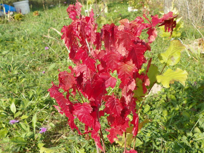 Viburnum opulus - z-Dobarland 2015