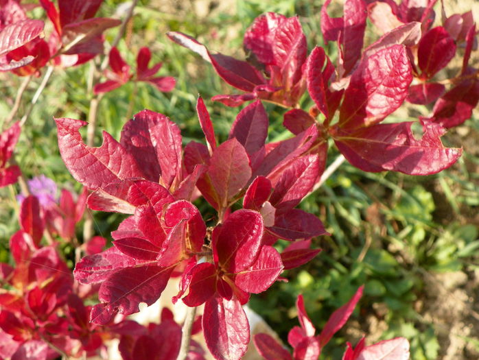 azalea Chanel - z-Dobarland 2015