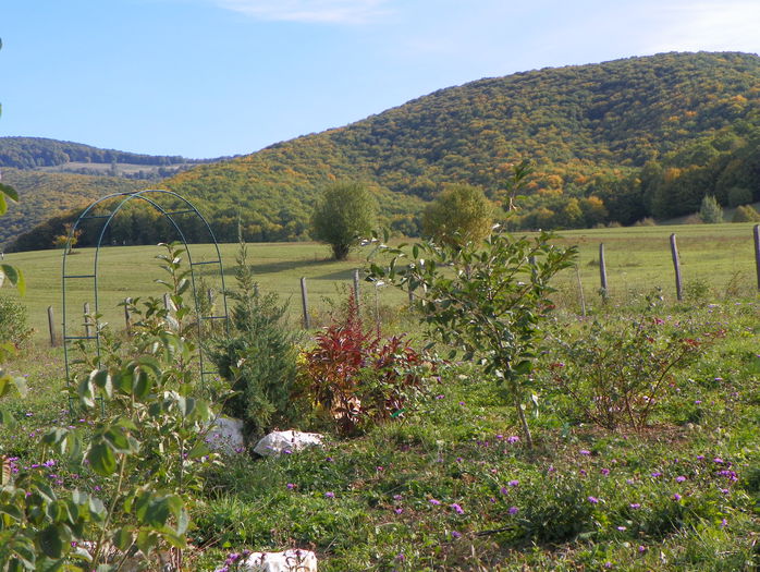 padurea incepe sa se coloreze - z-Dobarland 2015