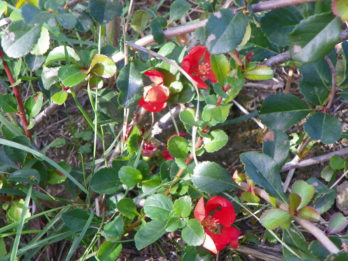 chaenomeles Firedance inflorit a doua oara in acest an - z-Dobarland 2015