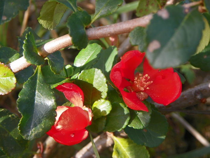 chaenomeles Fire Dance - z-Dobarland 2015