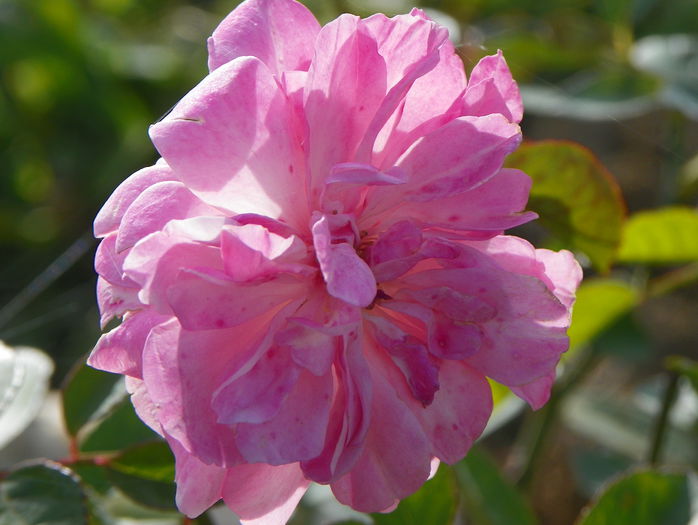 Mevrouw Nathalie Nypels