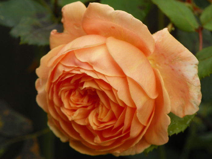 Crown Princess Margaret
