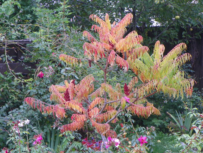 rhus typhina - Copacei si arbusti 2015