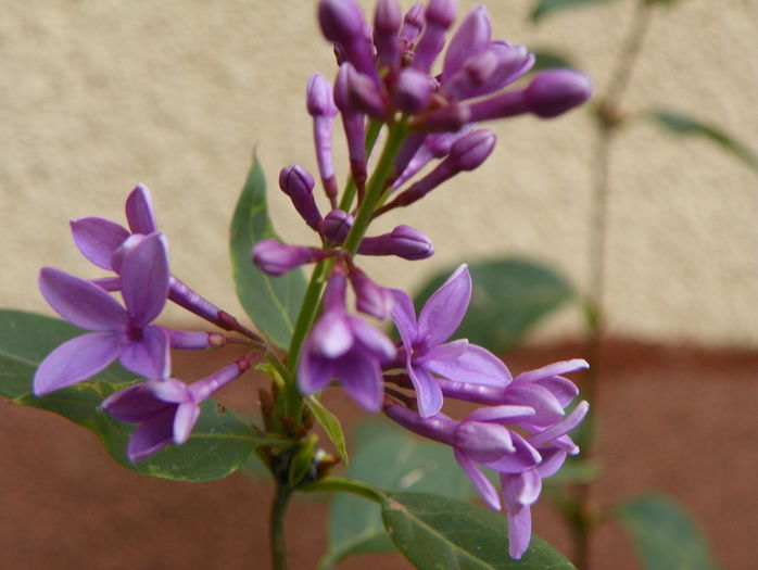 syringa chinensis - Copacei si arbusti 2015
