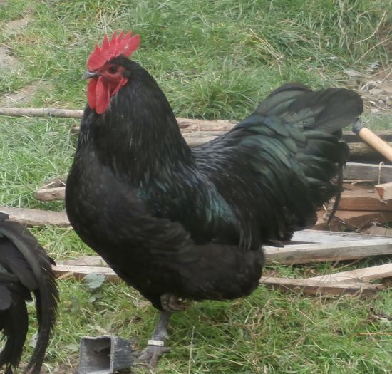 PA130524 - 5 Australorp negru 2016