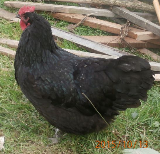 PA130526 - 5 Australorp negru 2016