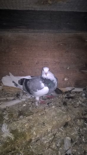 WP_20151016_21_04_29_Pro