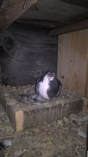 WP_20151016_21_02_34_Pro