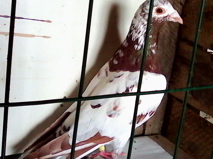 M - 2015  vindut