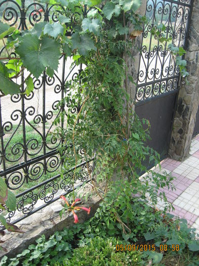 luleaua turcului - 3 ARBUSTI FRUCTIFERI SI ORNAMENTALI