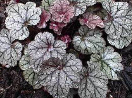  - heuchera