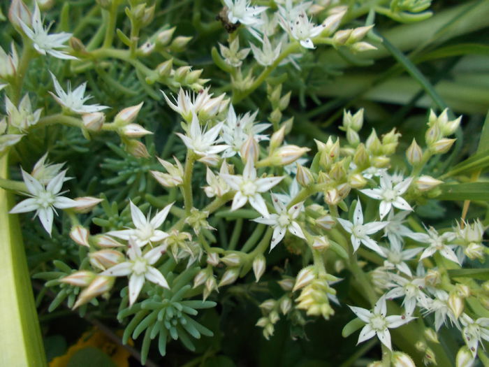 floare sedum - PLANTE DE VANZARE