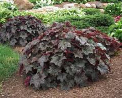 palace purple - heuchera