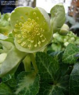 lividus white green - Helleborus