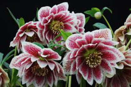 double crown rose - Helleborus