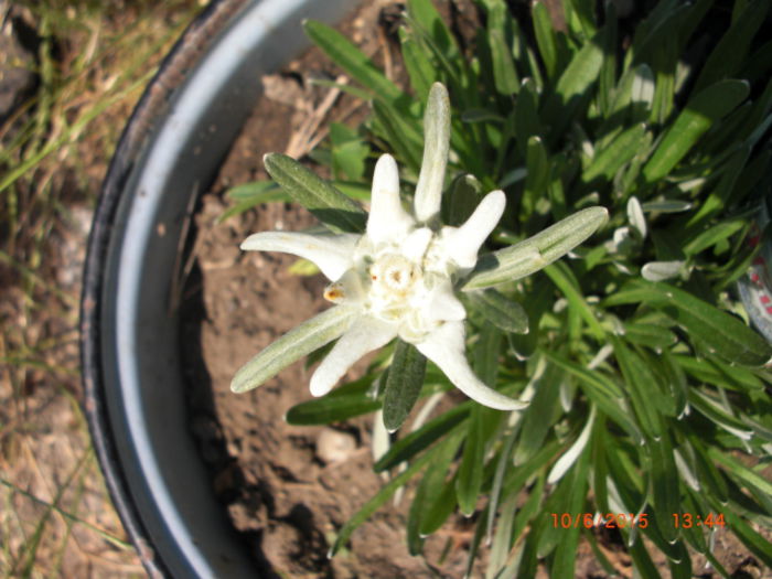 Floare de colt in ghiveci - Gradina Casa si Plante Rare sau Deosebite pentru Sanatate2