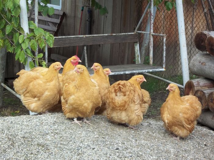  - G ORPINGTON GALBEN