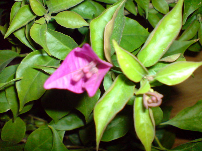 DSC00395 - Boungainvillea