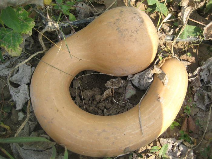 IMG_1473 - Legume din ferma