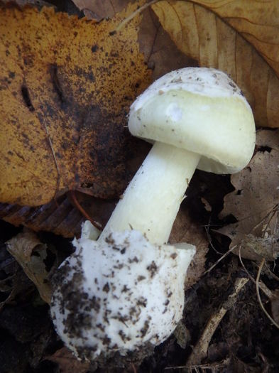 PA180313 - Amanita phalloides - Buretele viperei