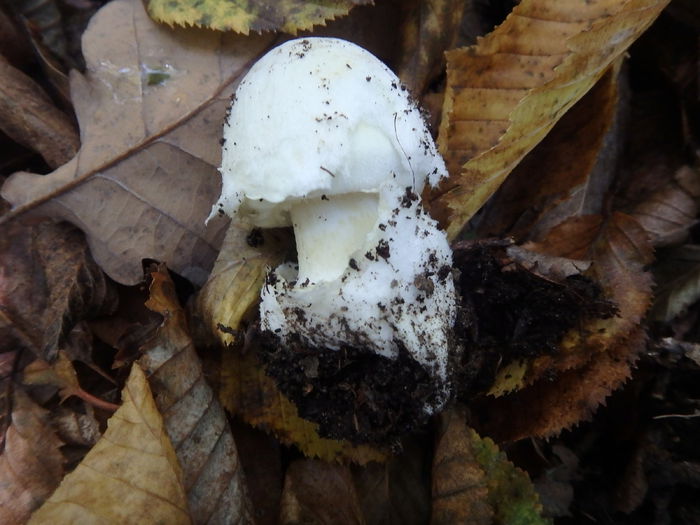 PA180341 - Amanita phalloides - Buretele viperei